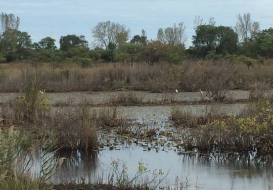 Ecological Risk Assessment by SRS in Lake County, IN