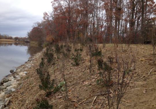 Slope Stabilization of St Jones Riverbank by Mission Support Services