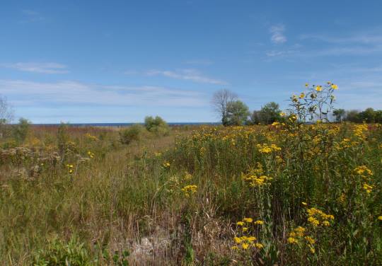 Elm Road Wetland Mitigation in Oak Creek, WI by OES