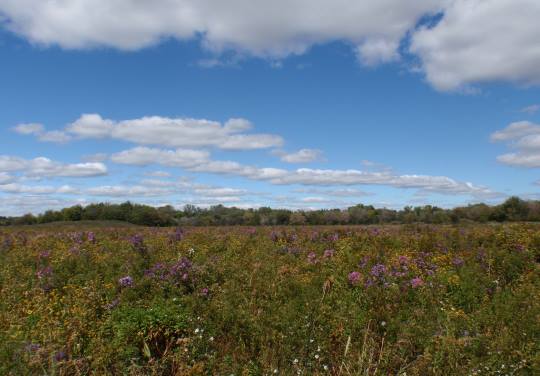 STH 83 Corridor Wetland Mitigation in East Troy by OES